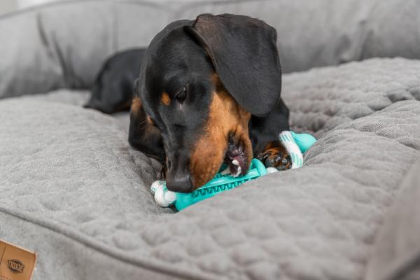 Trixie Denta Fun Stick mit Seil Hundespielzeug
